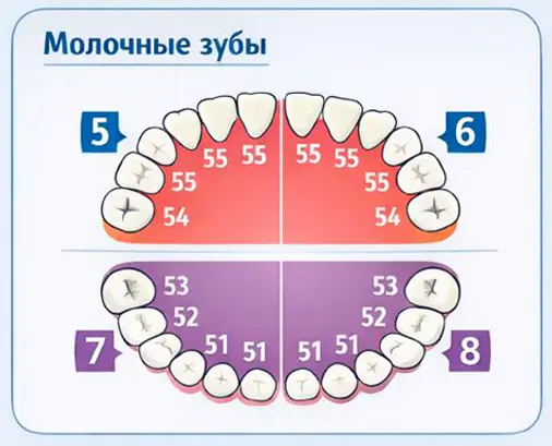 Схема FDI — нумерация детских зубов
