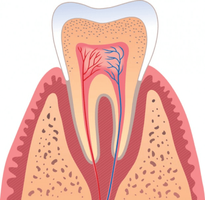 Как выглядит здоровый зуб